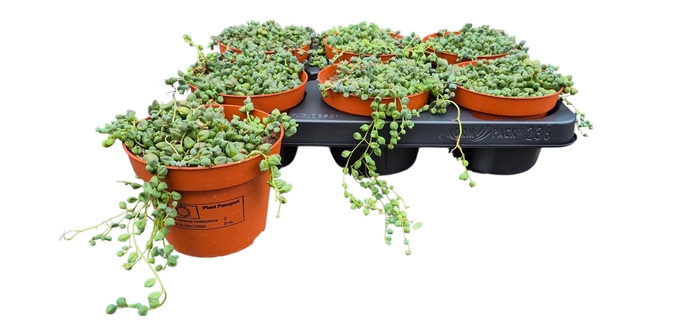 <h4>SENEC ROWLEYANUS</h4>