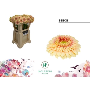 Germini Pomponi Bebob Water x80