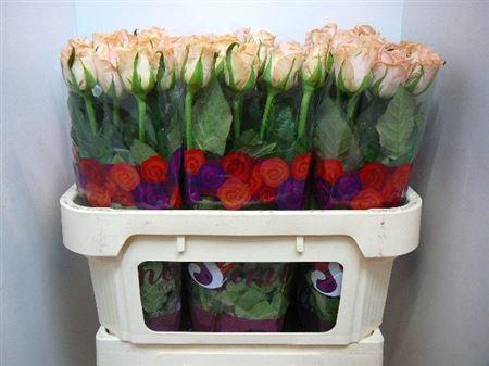 <h4>R Gr Mayfair!</h4>