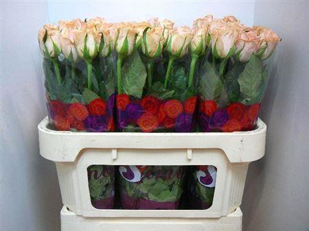 <h4>R Gr Mayfair!</h4>