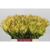 Leucadendron Goldstrike