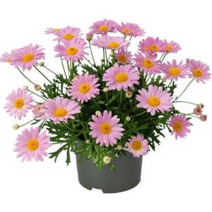 Argyranthemum La Rita 