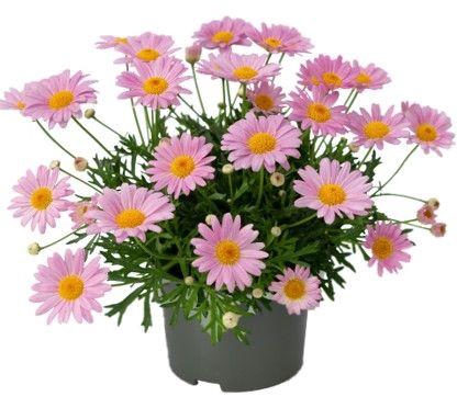 <h4>Argyranthemum La Rita "Salmon Pink"</h4>