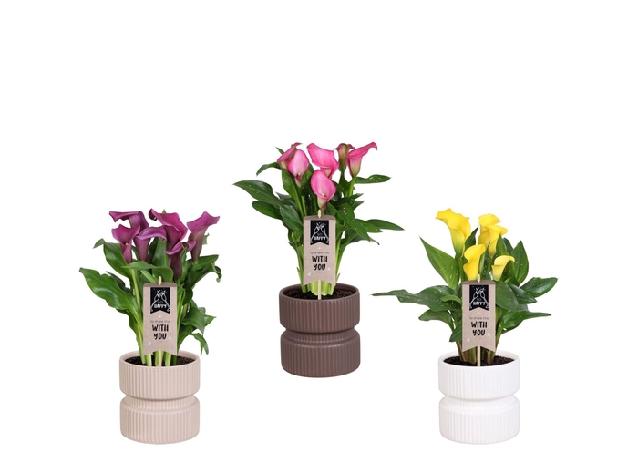 <h4>Zantedeschia gemengd Calla mix in Athene keramiek</h4>