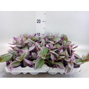 Tradescantia cerinth. 'Nanouk'