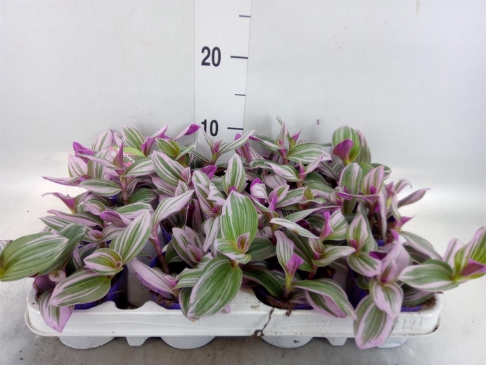 <h4>Tradescantia cerinth. 'Nanouk'</h4>