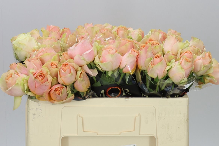 <h4>Rosa Gr Gravity</h4>