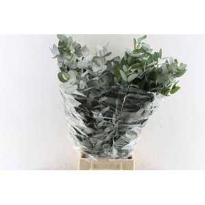 EUC CINEREA PER BOS