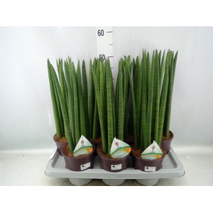 Sansevieria cyl.  ...