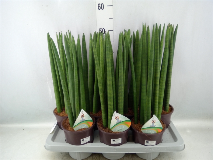 Sansevieria cyl.  ...