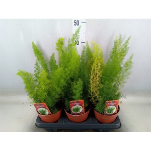 Asparagus dens. 'Meyers'