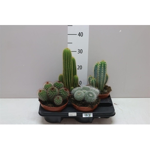 Cactus Gemengd