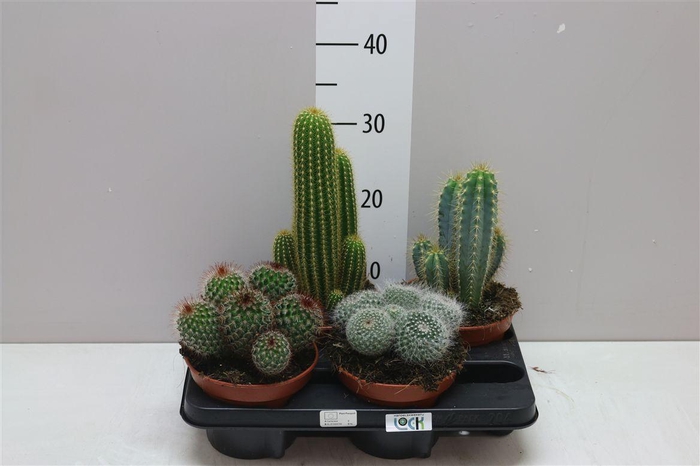 <h4>Cactus Gemengd</h4>