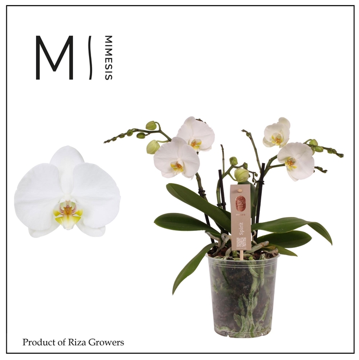 <h4>Phalaenopsis Spirit White 3 spike - 12cm | Mimesis</h4>