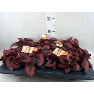 Begonia BD 'MagicColours Red Kiss'