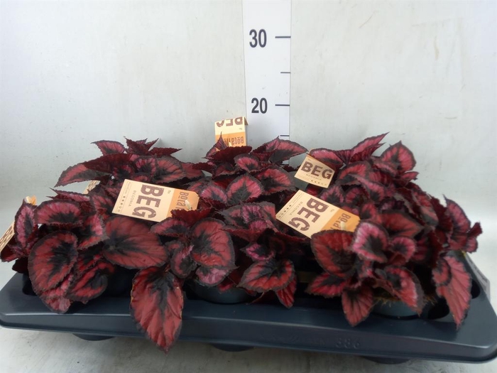 <h4>Begonia BD 'MagicColours Red Kiss'</h4>
