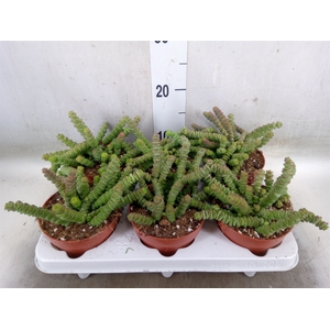 Crassula marnieriana