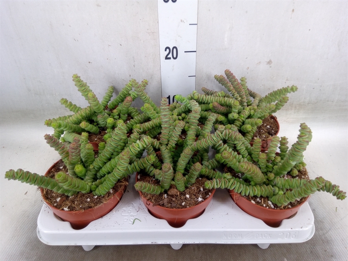 <h4>Crassula marnieriana</h4>