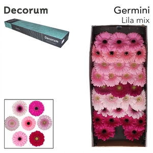 Germini Mix Lila Doos