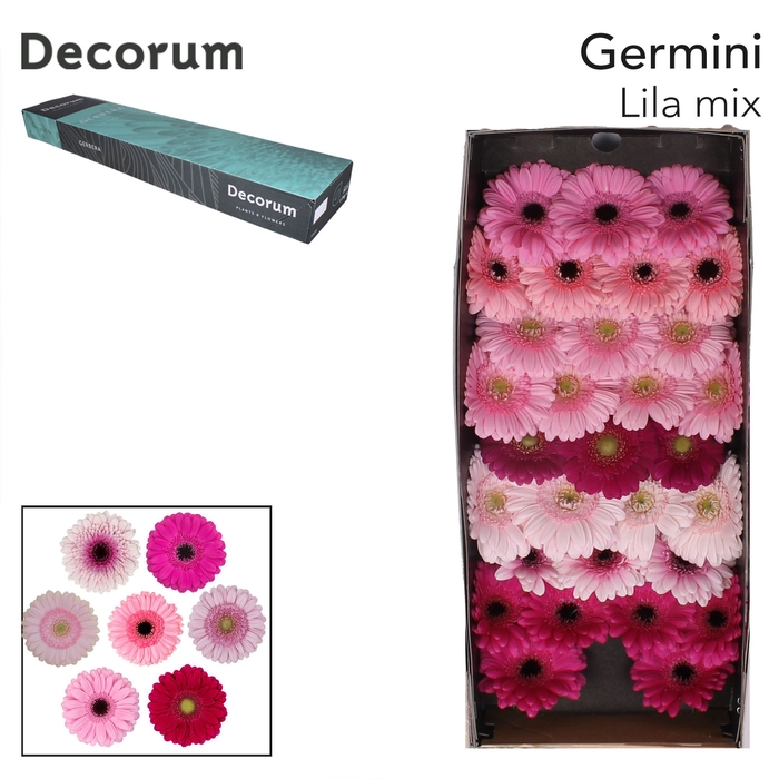 <h4>Germini Mix Lila Doos</h4>