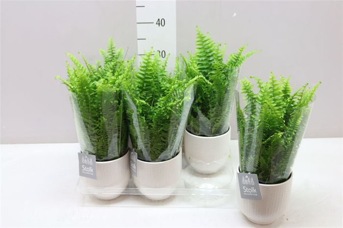 <h4>Nephrolepis Ex Vitale Liv Keramiek</h4>