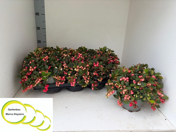 <h4>GAULTH PROCUMBENS</h4>