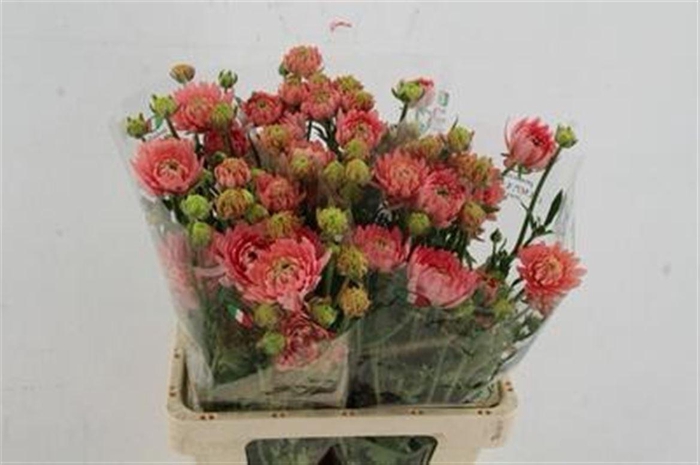 <h4>Ran Moderna Riviera</h4>