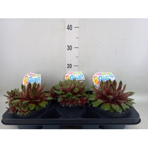 Sempervivum  'ChickCh Gi Glac Blue'