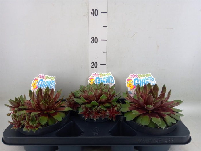 <h4>Sempervivum  'ChickCh Gi Glac Blue'</h4>
