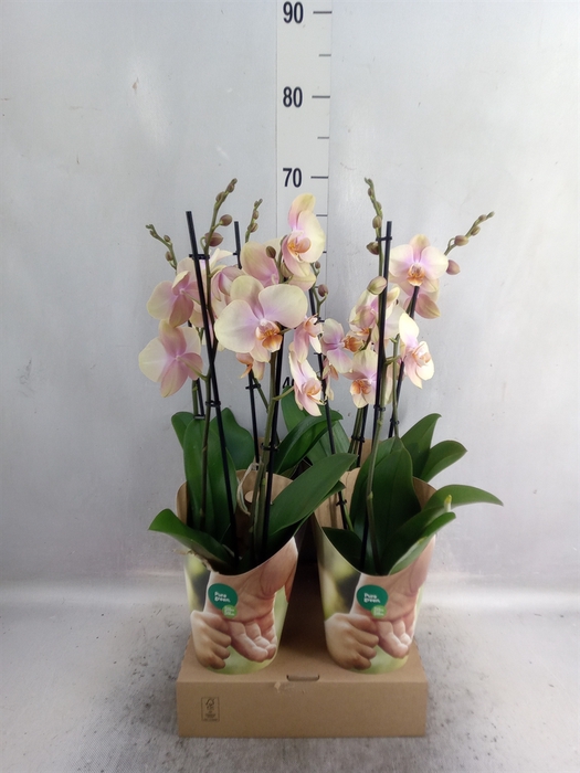 <h4>Phalaenopsis   ...yellow</h4>