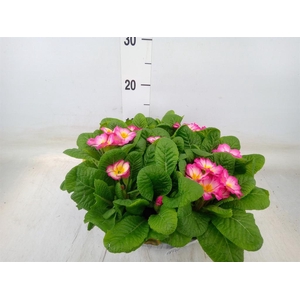 Primula ac. 'Bonneli'