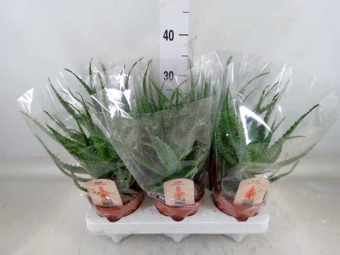 <h4>Aloe arborescens</h4>