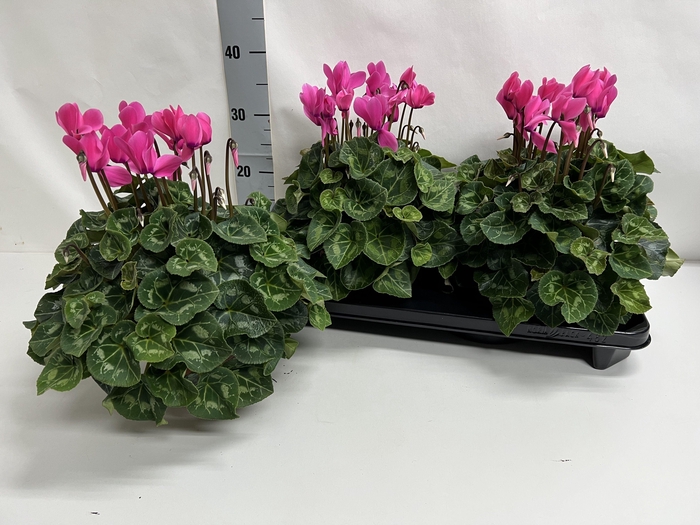 <h4>CYCL GR SUP XL</h4>