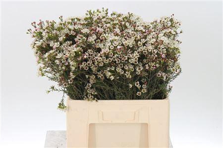 <h4>Chamelauc White Tal</h4>