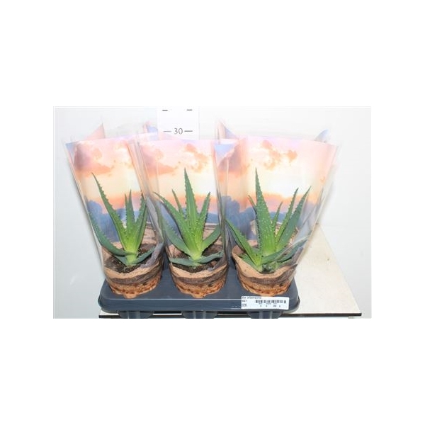 <h4>Aloe Arborescens</h4>