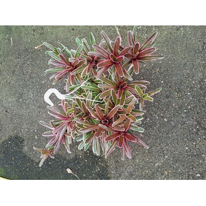 Neoregelia overig