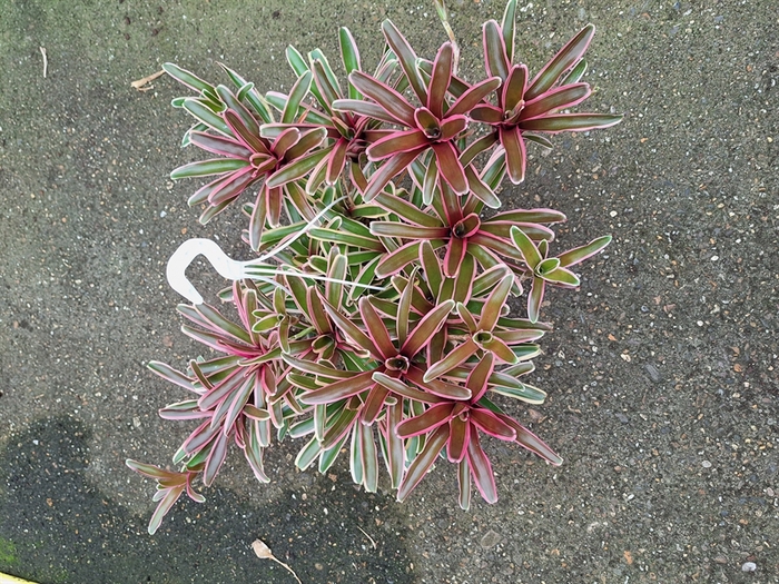 <h4>Neoregelia overig</h4>