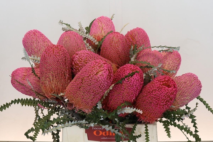 <h4>Banksia Speciosa Pink</h4>