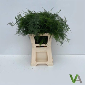 ASPARAGUS SETACEUS Middel getopt x 50