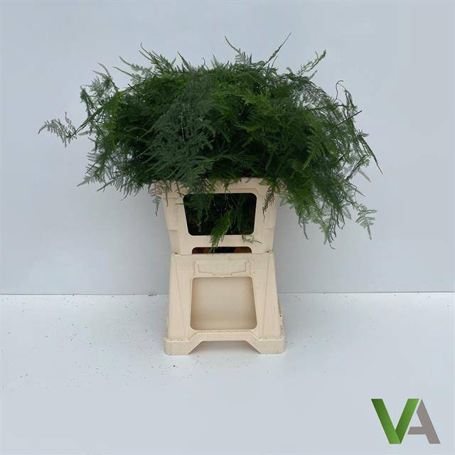<h4>ASPARAGUS SETACEUS Middel getopt x 50</h4>