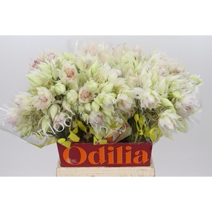 Blushing Bride 6/9 Flowers