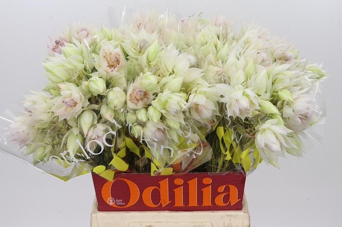 <h4>Blushing Bride 6/9 Flowers</h4>