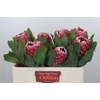 Protea Empress