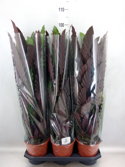 <h4>Calathea rufibarba</h4>