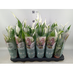 Spathiphyllum  'Pearl Cupido'