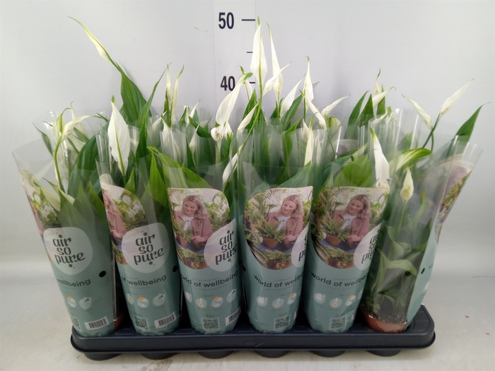 <h4>Spathiphyllum  'Pearl Cupido'</h4>