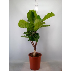 Ficus lyrata