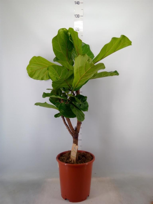 <h4>Ficus lyrata</h4>