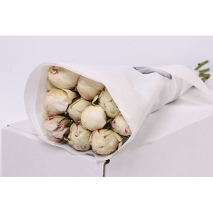Paeonia Ivory Victory | Heavy Quality