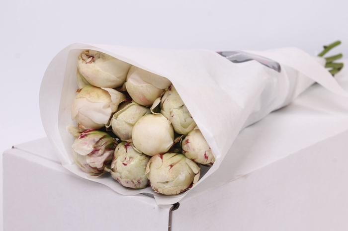 <h4>Paeonia Ivory Victory | Heavy Quality</h4>